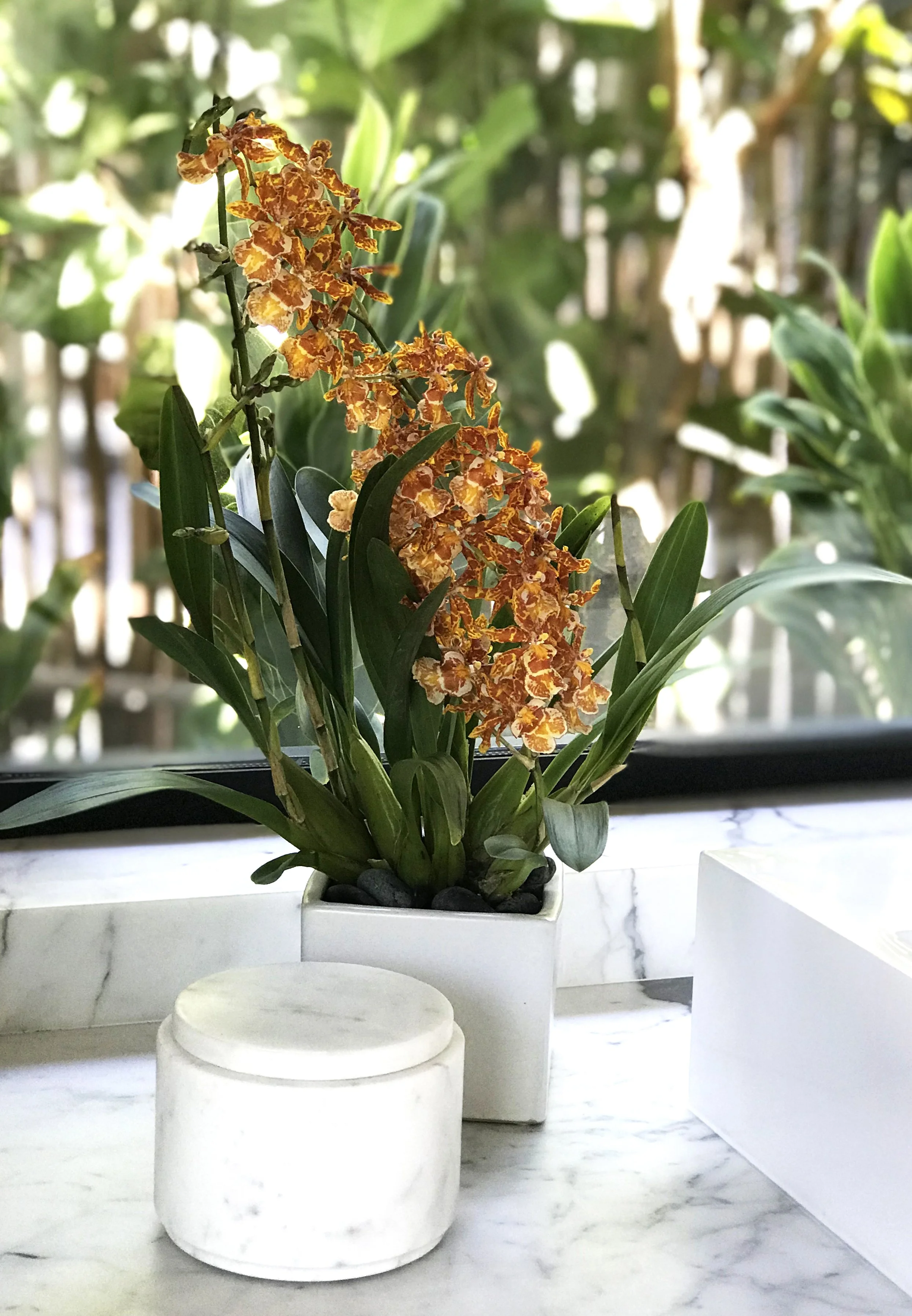 An orange and yellow orchid plant in a white rectangular pot on a marble surface, placed as a focal point and on display in a clients home.