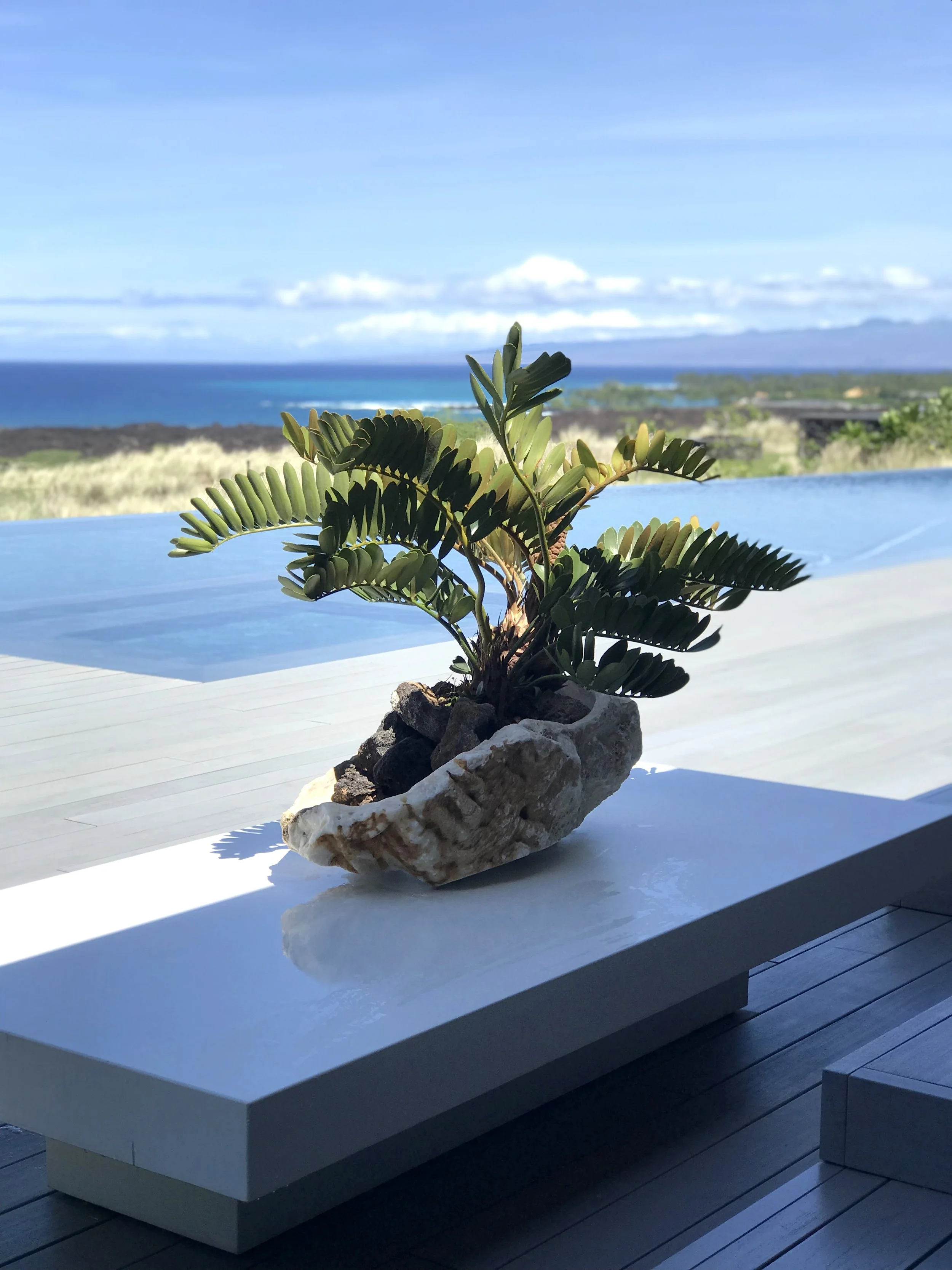A potted succulent plant as a table centerpiece at a high end resort, with a scenic ocean view in the background.
