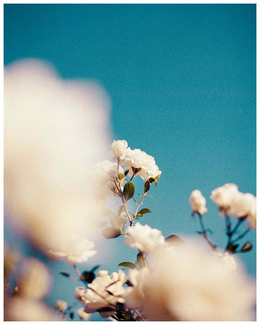 Petals bloom in two places: 
the garden and the sky

Nikon F3 | @kodak Gold 200 🎞️

・
・
・
・
・

#35mmphotography #kodakgold200 #madewithkodak #lifewithkodak #thefilmsorority #herfilmcollective #womenwhoshootfilm #sheshootsfilm #afilmcosmos #shootitwi