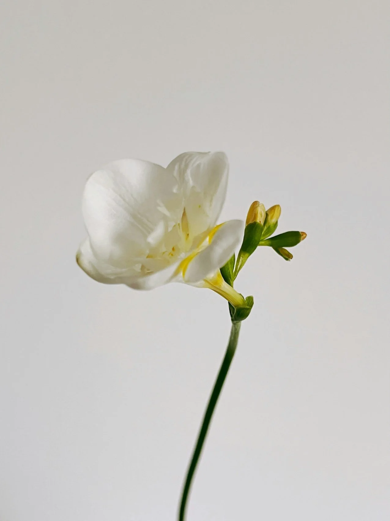 Minimal botanical flower representing natural and holistic women’s health care by Christie Malva Naturopathy Australia.