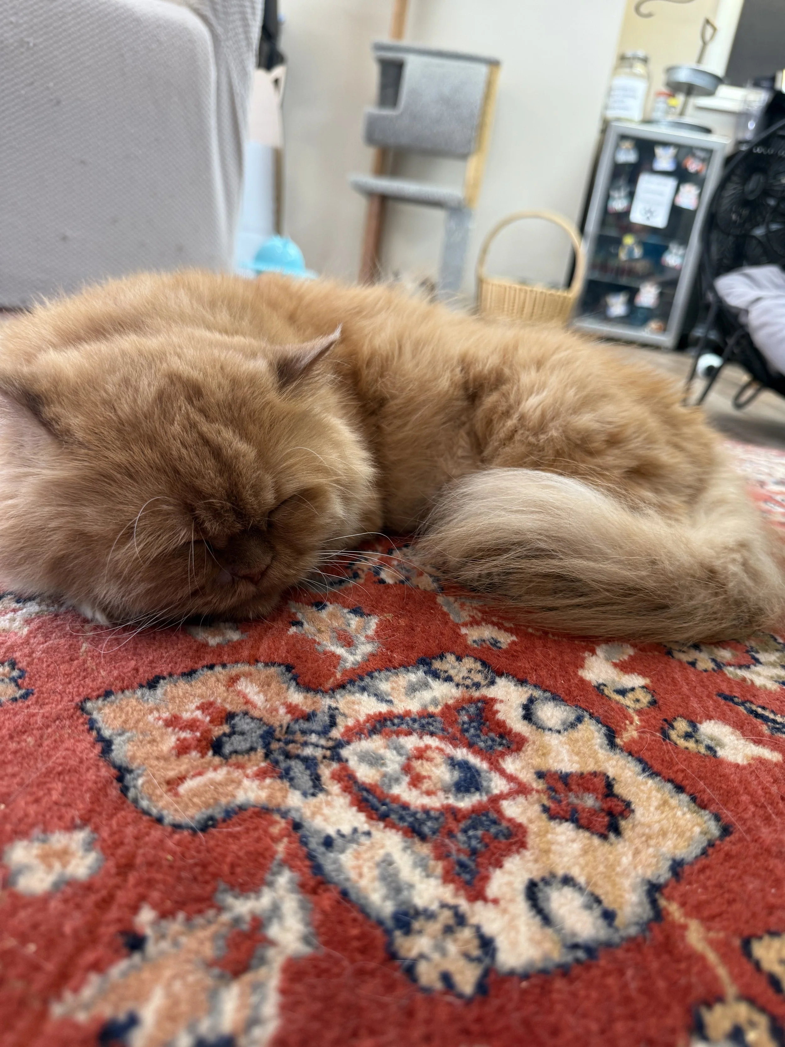 IMG_8569.jpeg