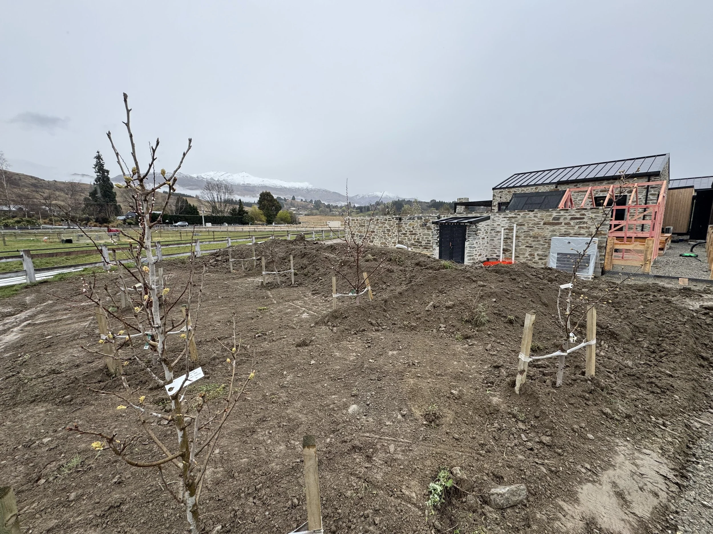 A partly constructed outdoor building with stone walls and a metal roof, next to a garden with young fruit trees, in a rural area with snow-capped mountains in the background.