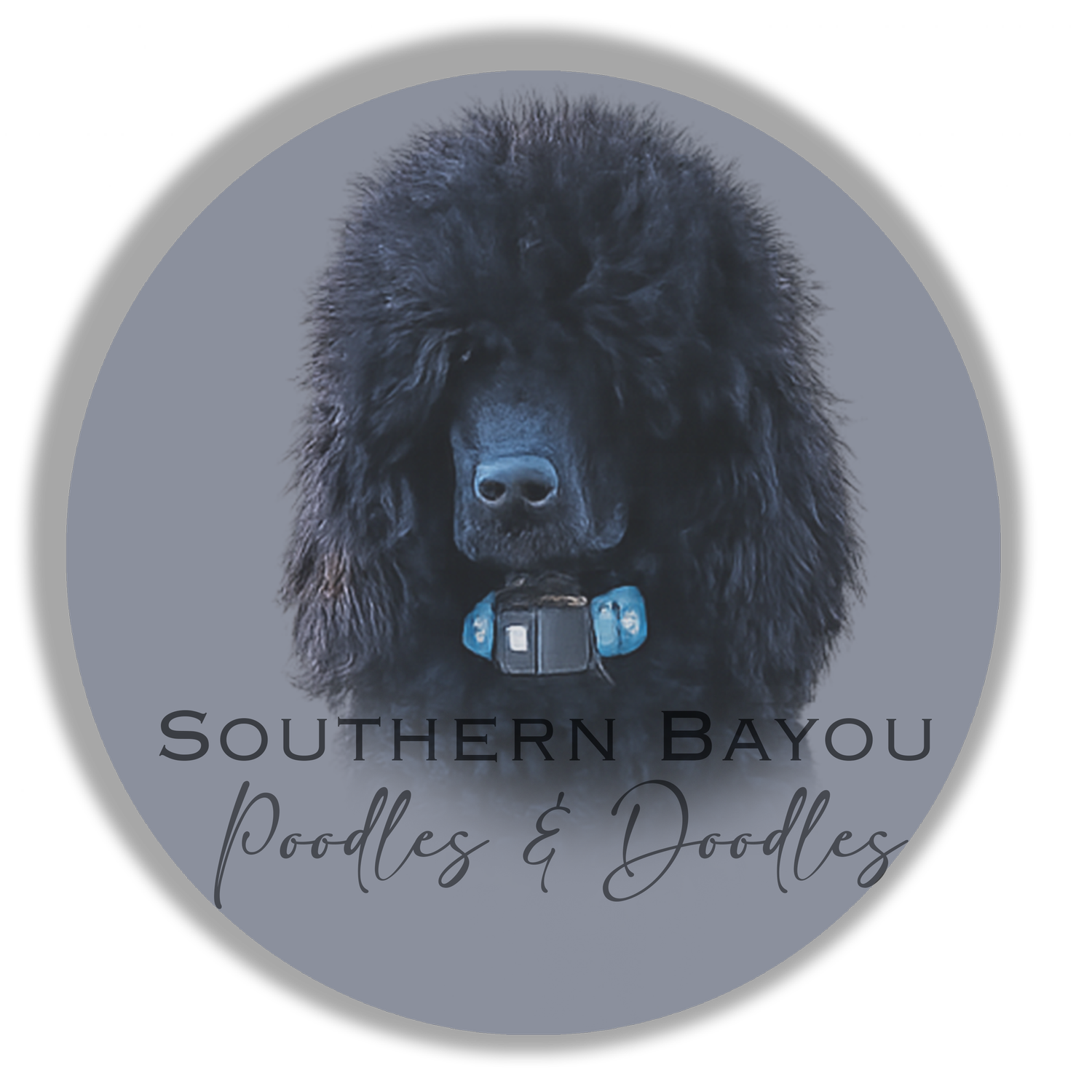Southern Bayou Poodles and Doodles
