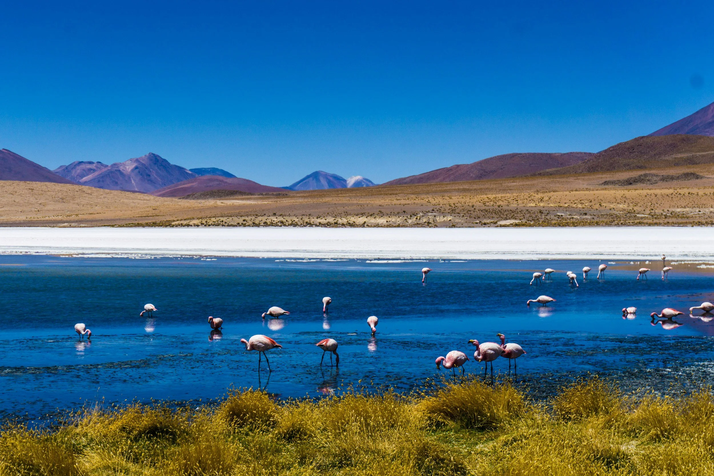 Un grupo de flamencos dorados en un lago azul en un paisaje de montañas y césped en el fondo.