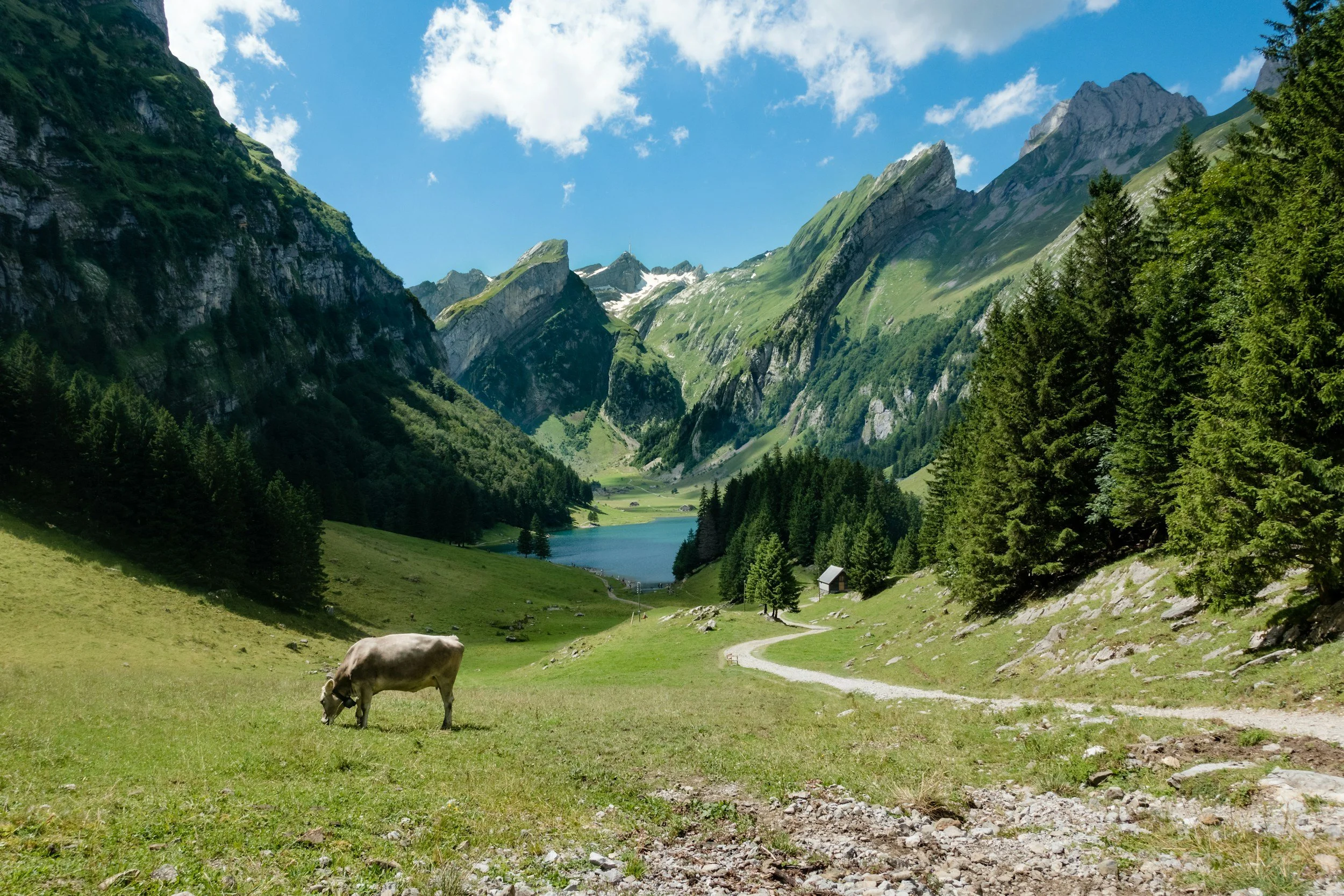 Paisaje de montaña con pradera y lago, con una vaca pastando, rodeado de árboles y picos altos en el fondo, cielo azul con nubes.