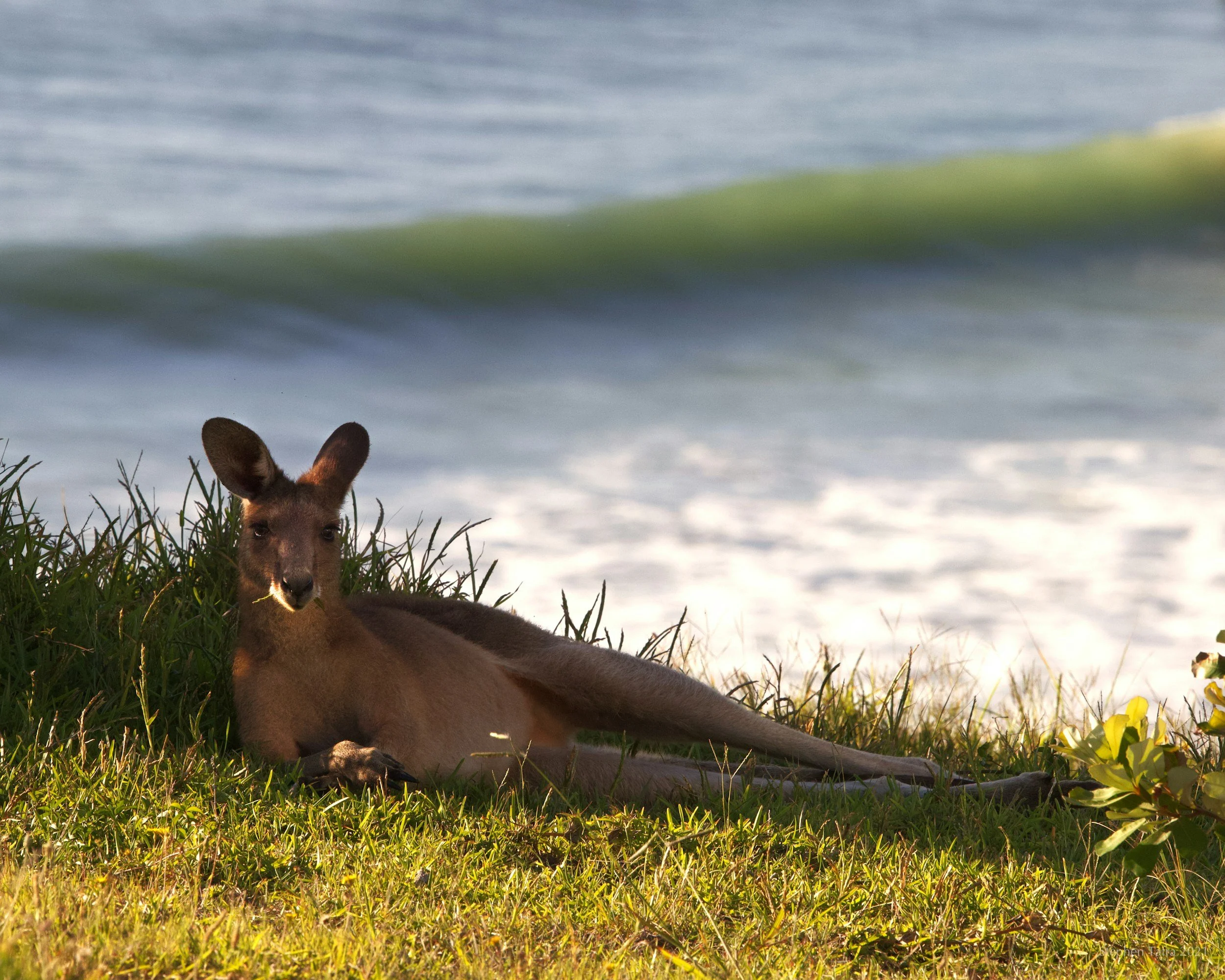 Un canguro descansando en la hierba cerca de la playa con olas en el océano en el fondo.