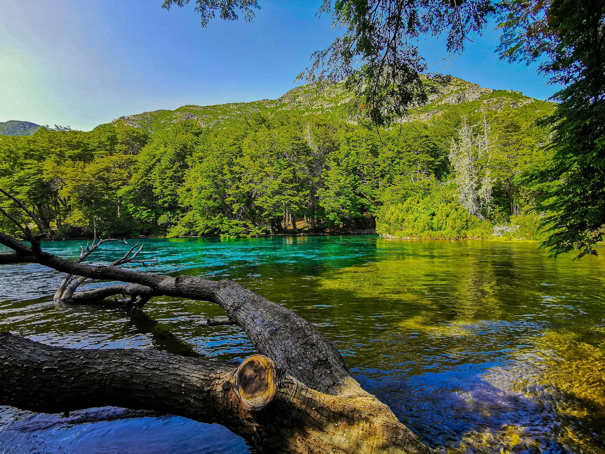 A scenic view of a forested area with a turquoise river, fallen tree in the water, and lush green trees on the shore. Mountains are visible in the background under a clear blue sky.