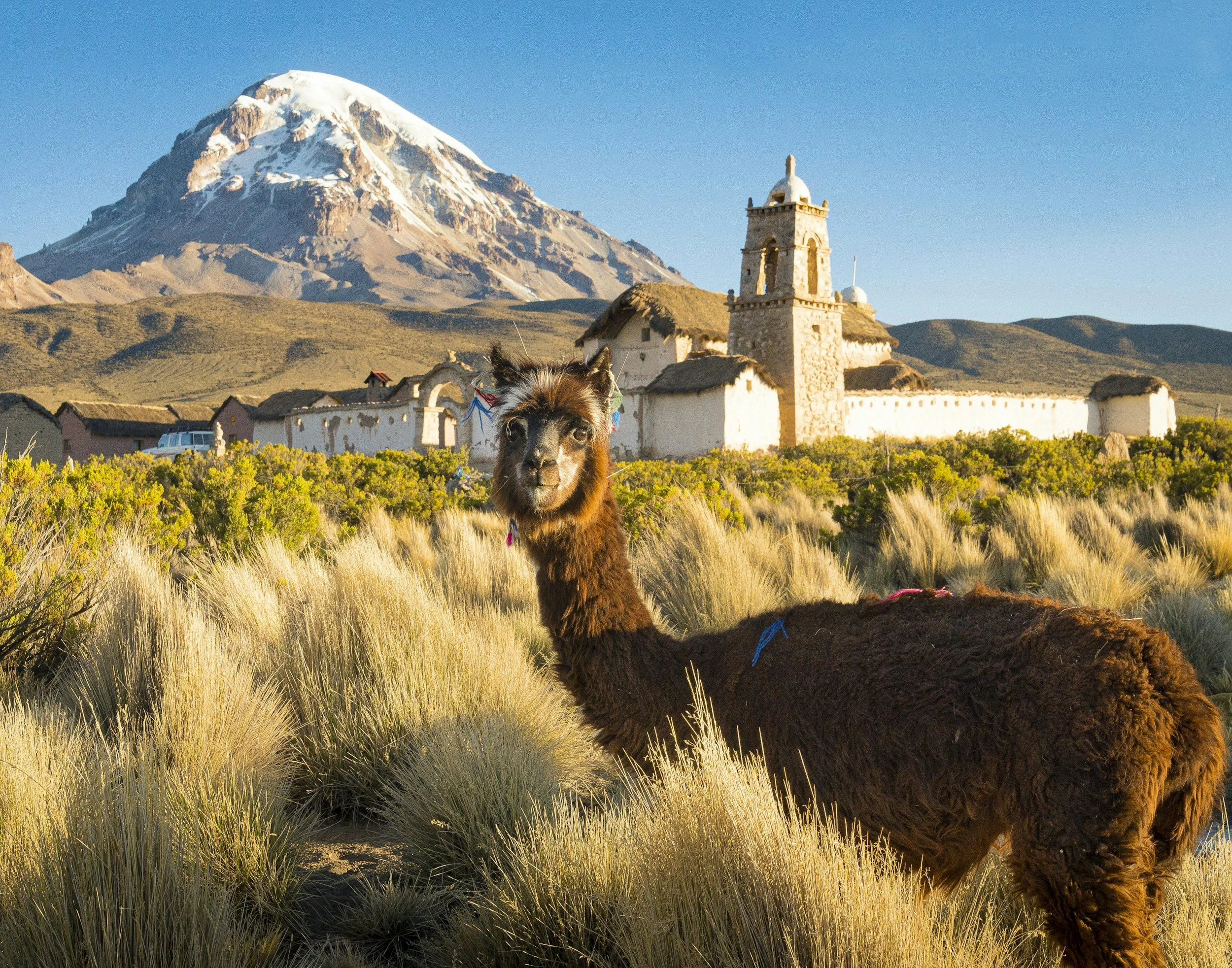 A llama standing among tall grasses with a historical building and a mountain with snow in the background.