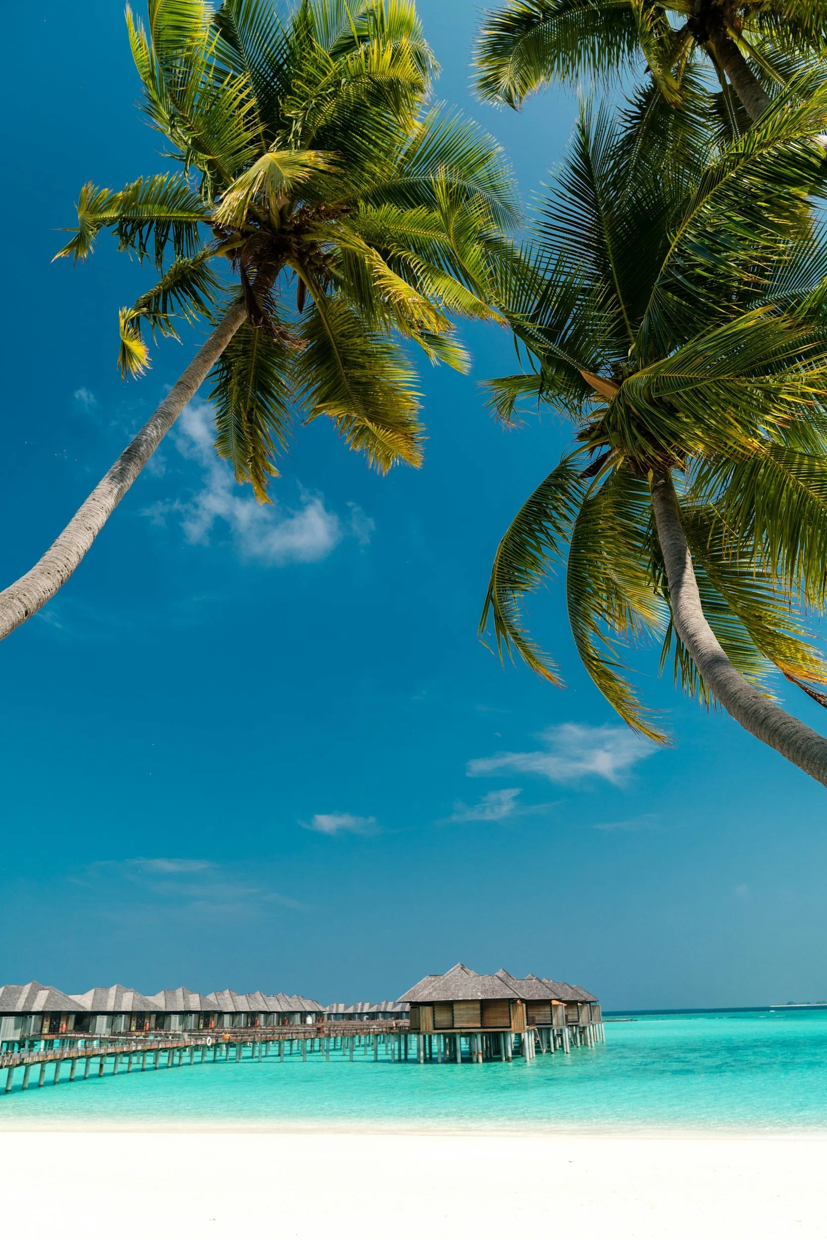 Overwater bungalows in turquoise water under blue sky with palm trees in the foreground.