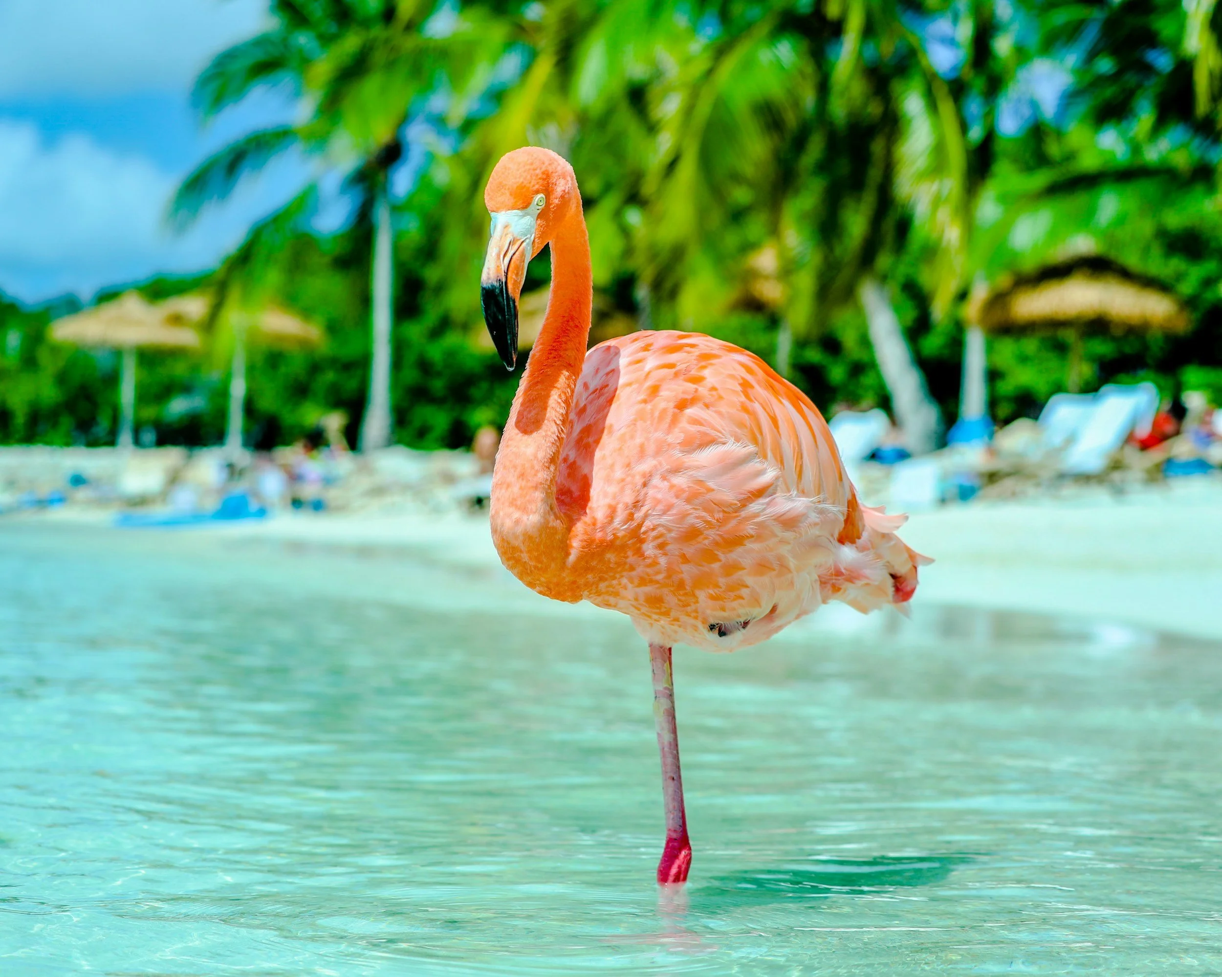 A flamingo standing on one leg in shallow water at the beach with palm trees, umbrellas, and lounge chairs in the background.