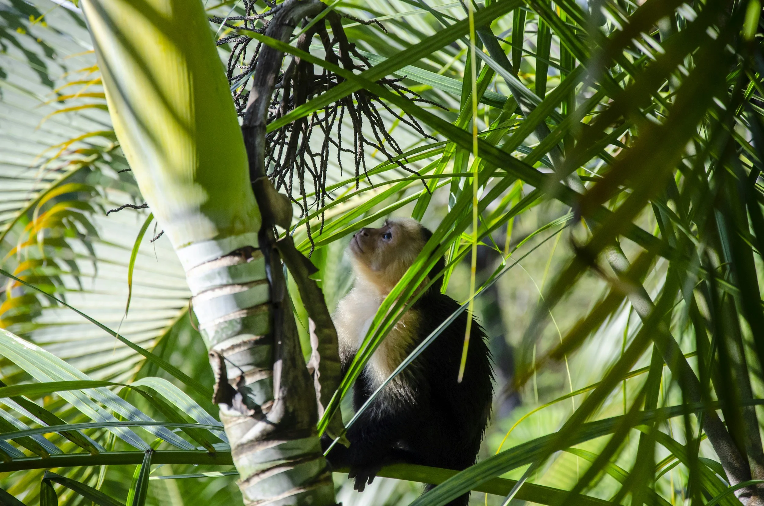 A small monkey sitting among green tropical plants and leaves in a lush jungle.