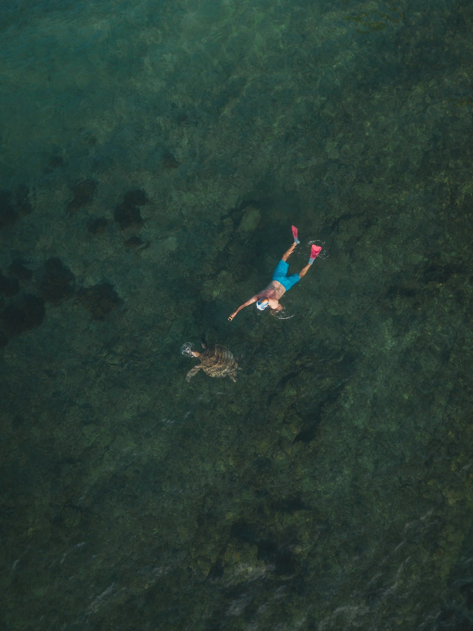 A person snorkeling in clear water, reaching out and holding hands with a sea turtle.