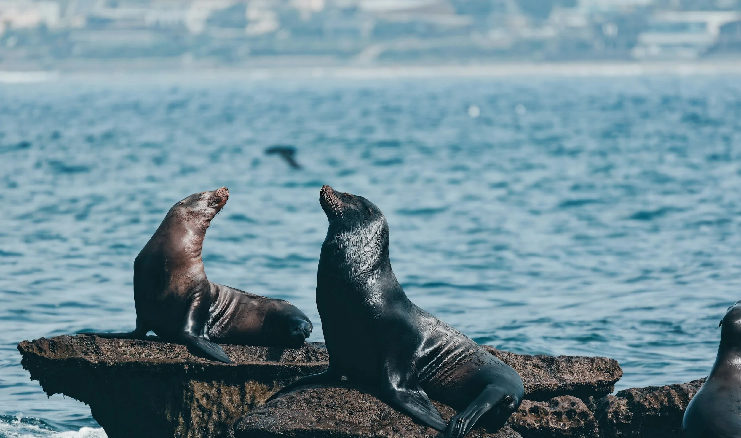 Two sea lions resting on rocks near the ocean, with calm blue water in the background.