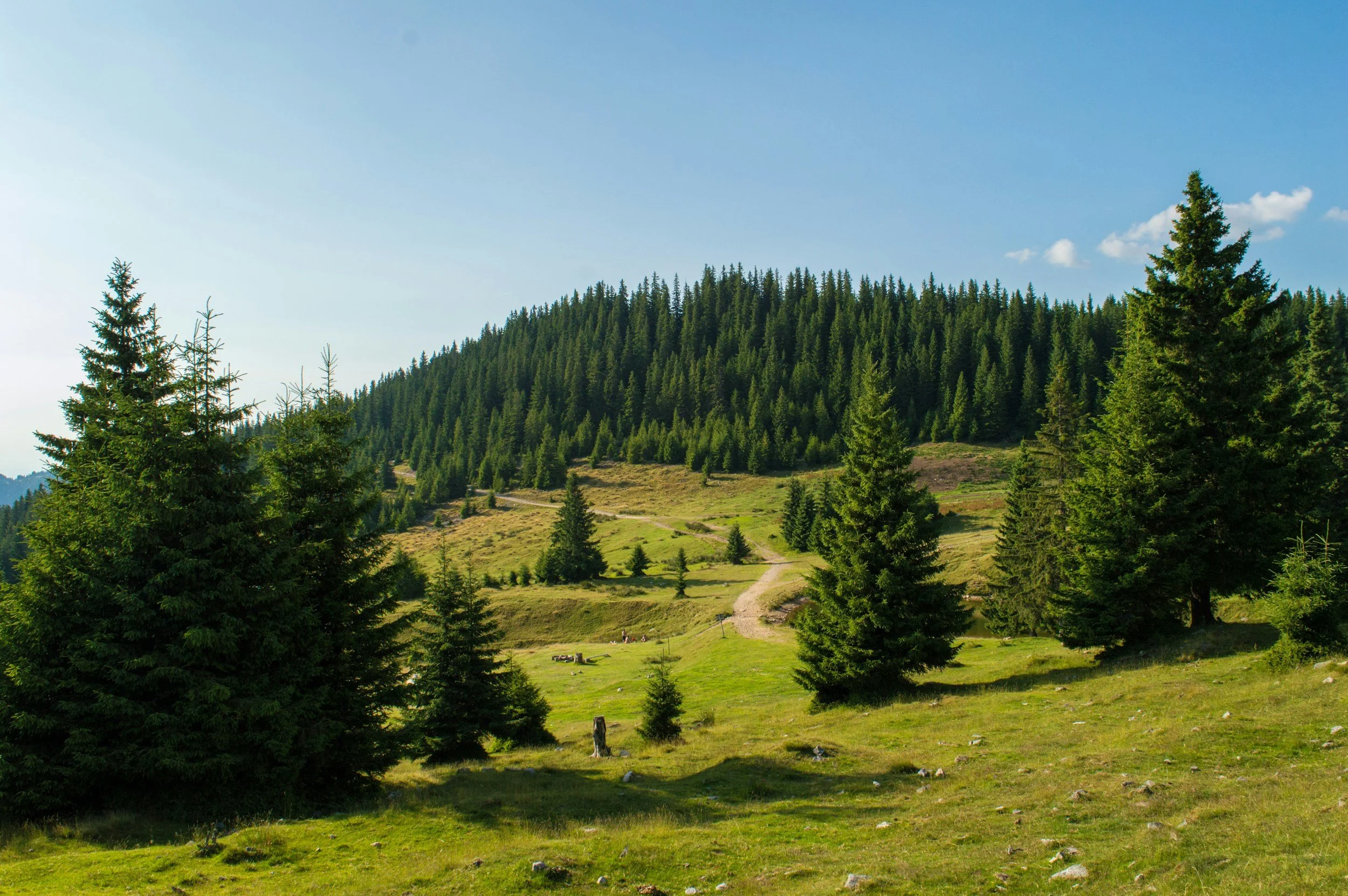 Paisaje de campo con árboles de pino y colinas con sendero, bajo cielo azul.