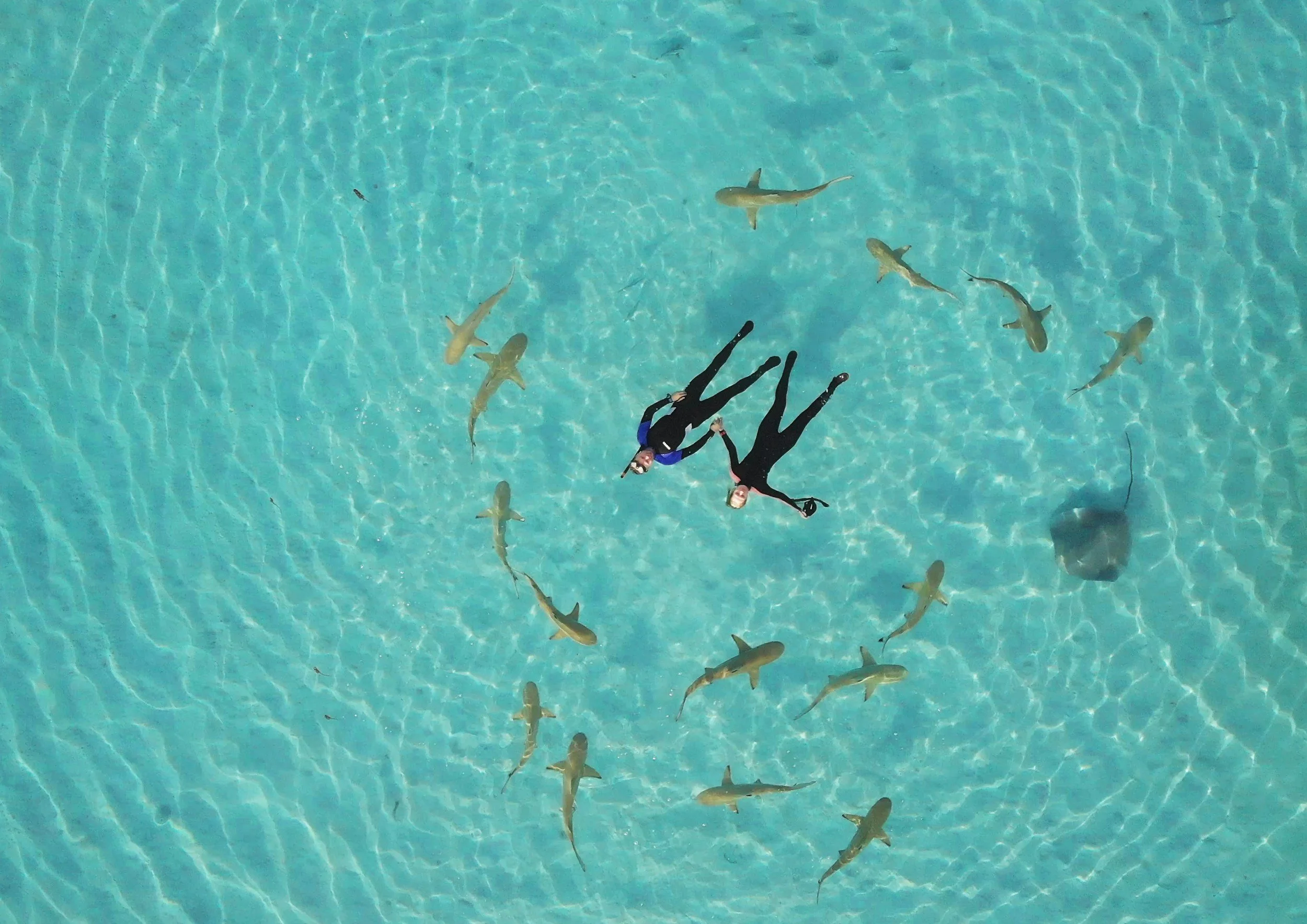 Dos personas en traje de neopreno flotando en el agua clara en medio de varias tiburones.