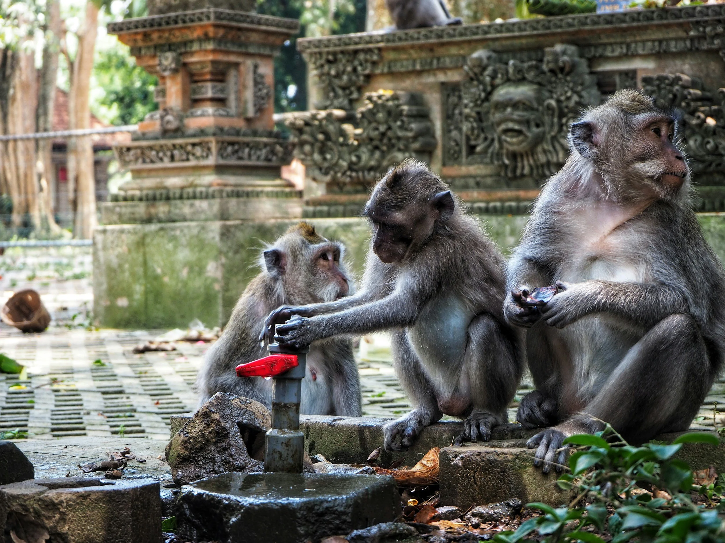Tres monos en un entorno natural con construcciones antiguas de piedra, uno de ellos tocando a otro mientras el tercero observa.