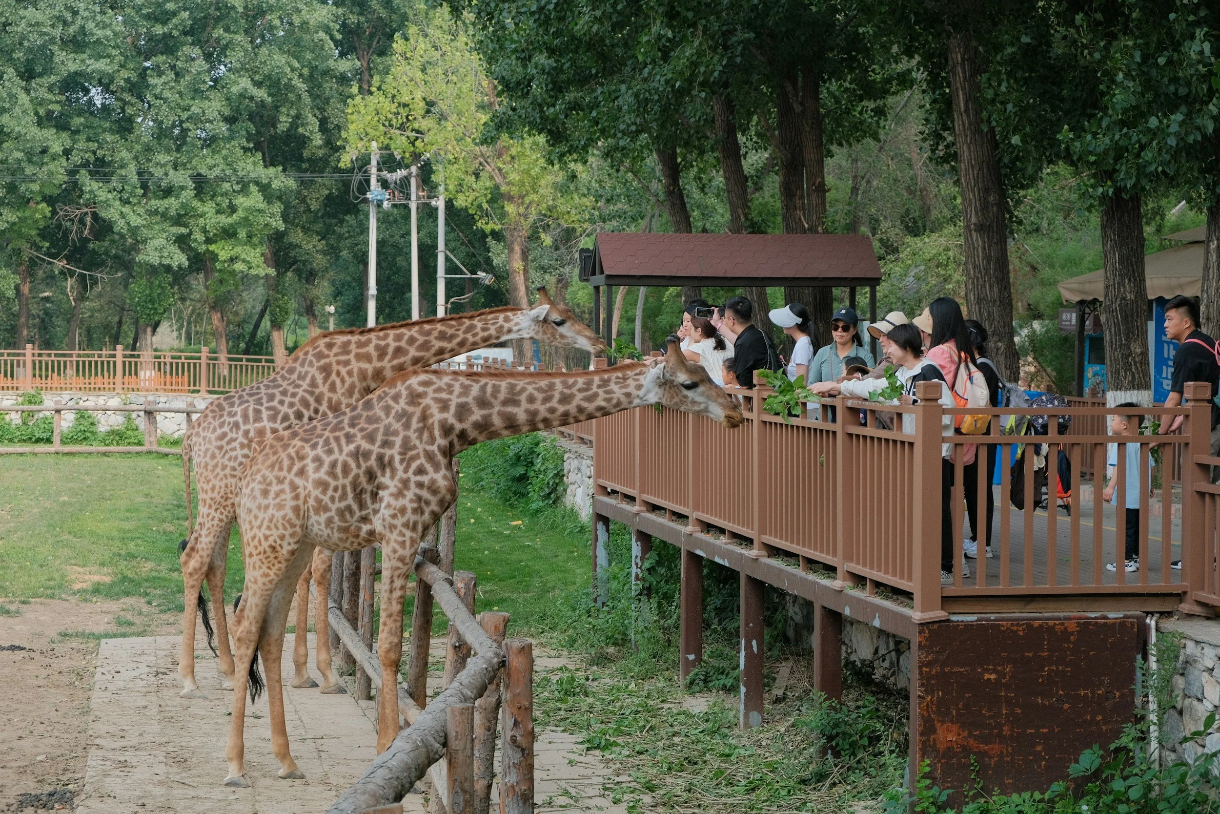 Turistas observando jirafas en un zoológico o reserva natural con árboles y estructura de madera.