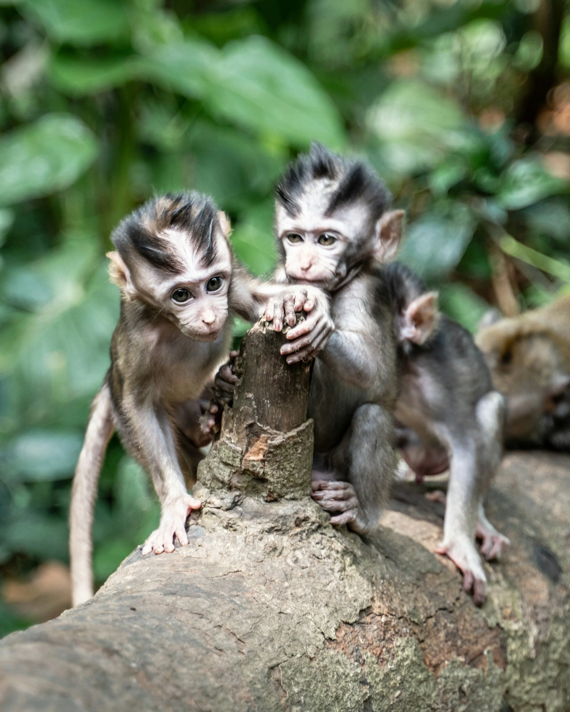 Tres monos bebés sobre un tronco de árbol en un bosque, con fondo de hojas verdes.