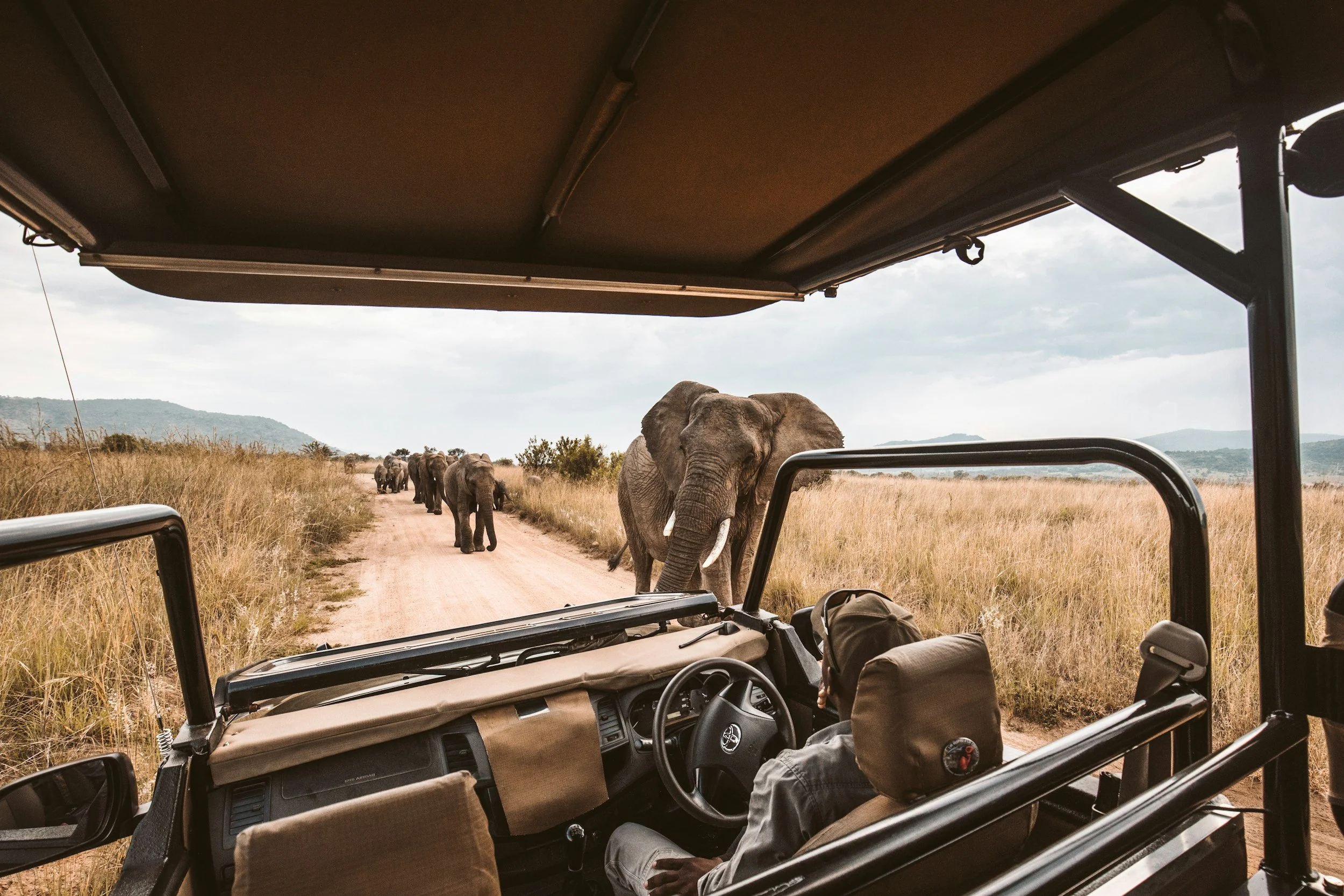 Vista desde un vehículo de safari en el que se ven elefantes caminando por una ruta en la sabana abierta con montañas al fondo.