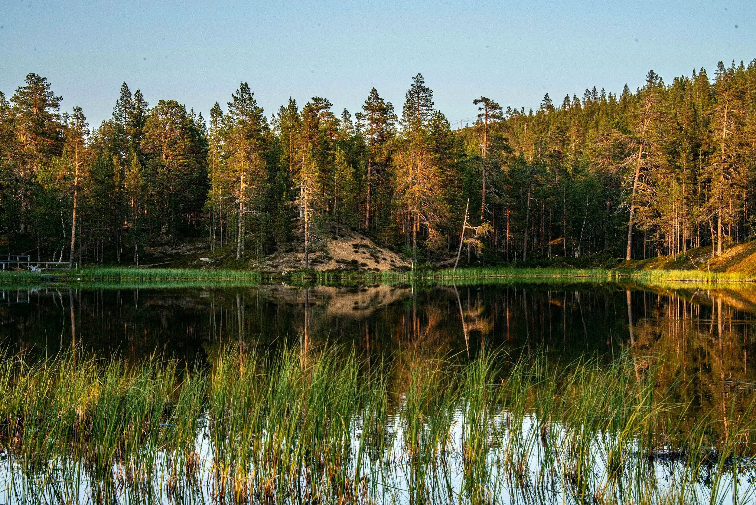 Paisaje natural con árboles altos a la orilla de un lago tranquilo, con reflejos en el agua y vegetación en primer plano.