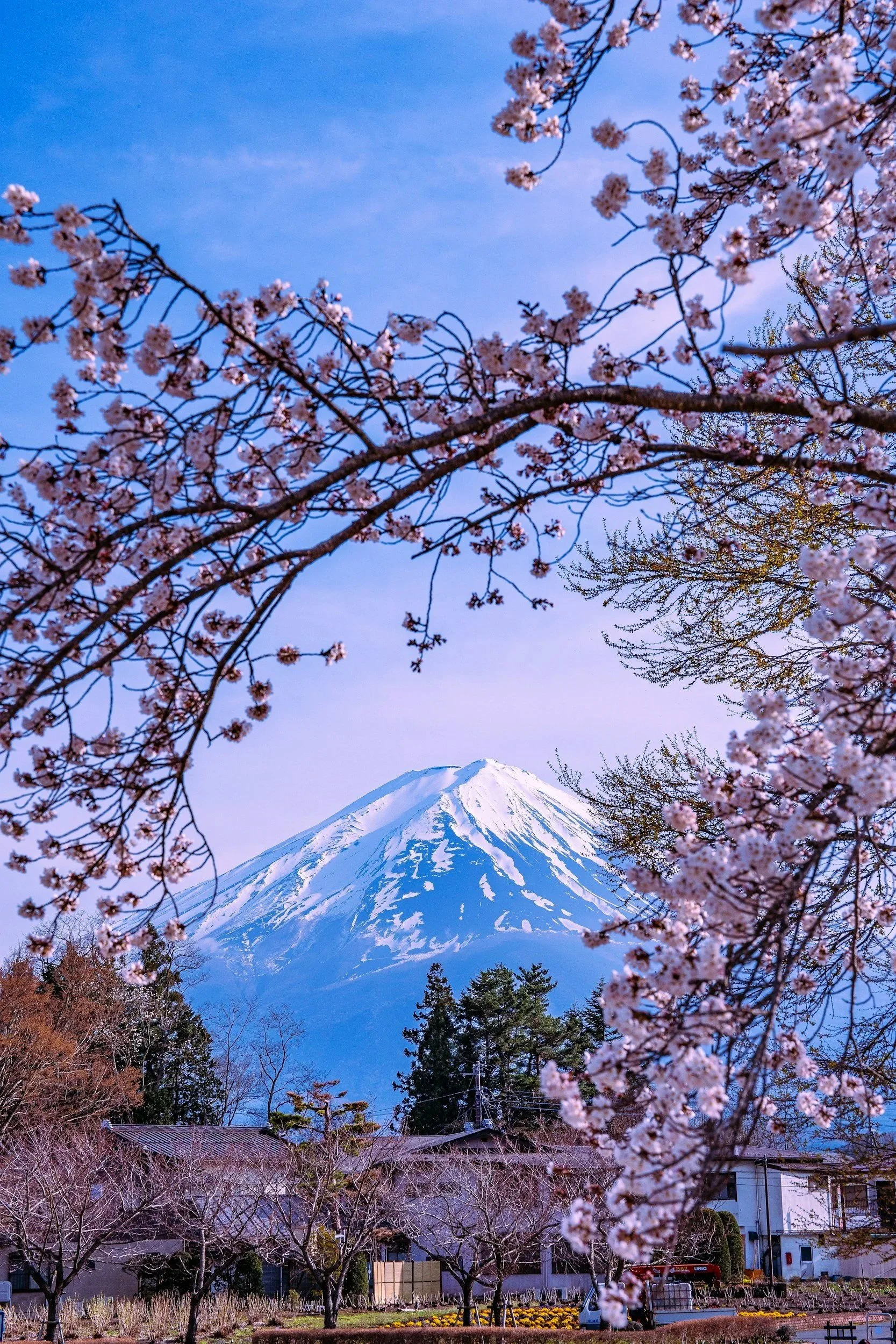 Montaña nevada, probablemente el volcán Fuji, rodeada de árboles en flor de cerezo y cielo azul.