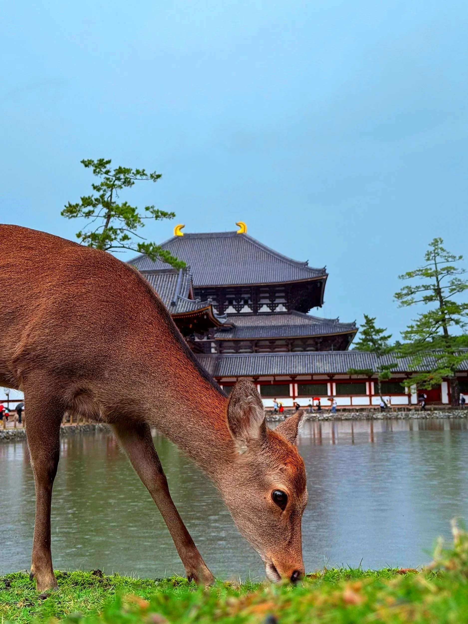 Un ciervo come pasto en un parque junto a un lago, con un templo tradicional en el fondo y árboles verdes alrededor.