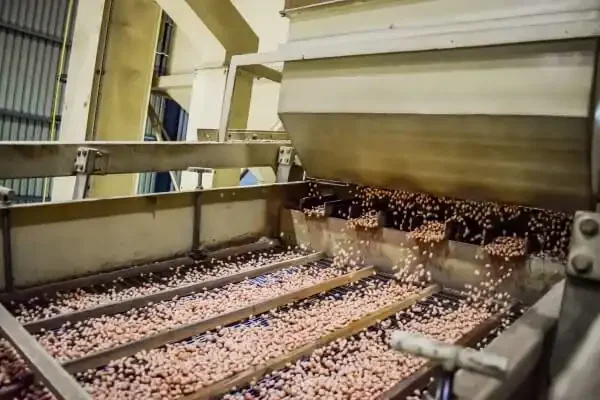 Peanut shelling and refining process removing husks at SA Peanuts