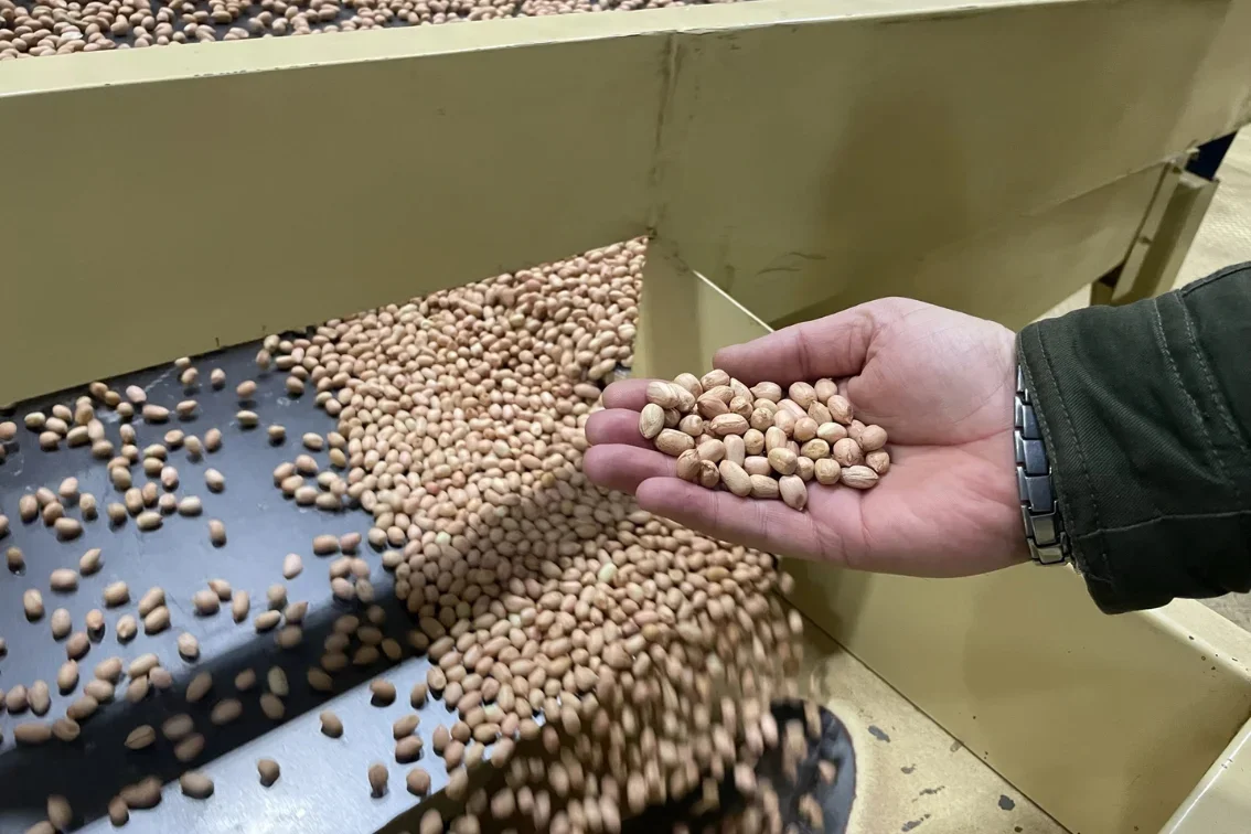 Manual and optical peanut sorting during quality inspection