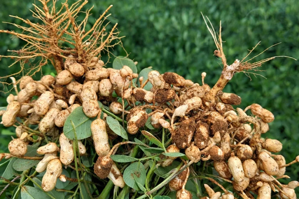 Peanut plants growing underground showing developing groundnuts