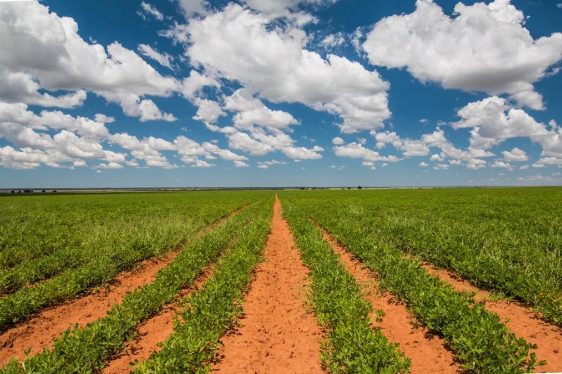 A vast green field with rows of young plants and a dirt path running through the middle under a blue sky with white clouds.