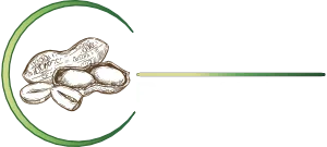 SA Peanuts | Premium South African Peanuts