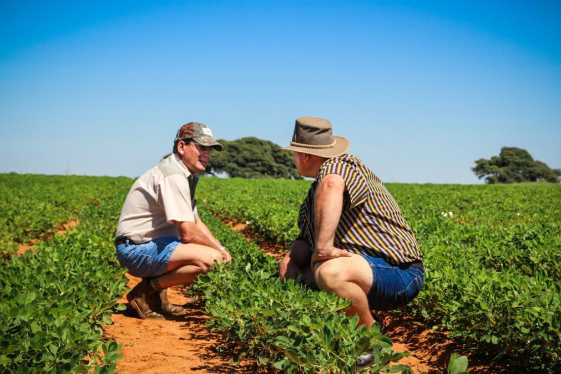 outh African peanut farmers inspecting crops for SA Peanuts