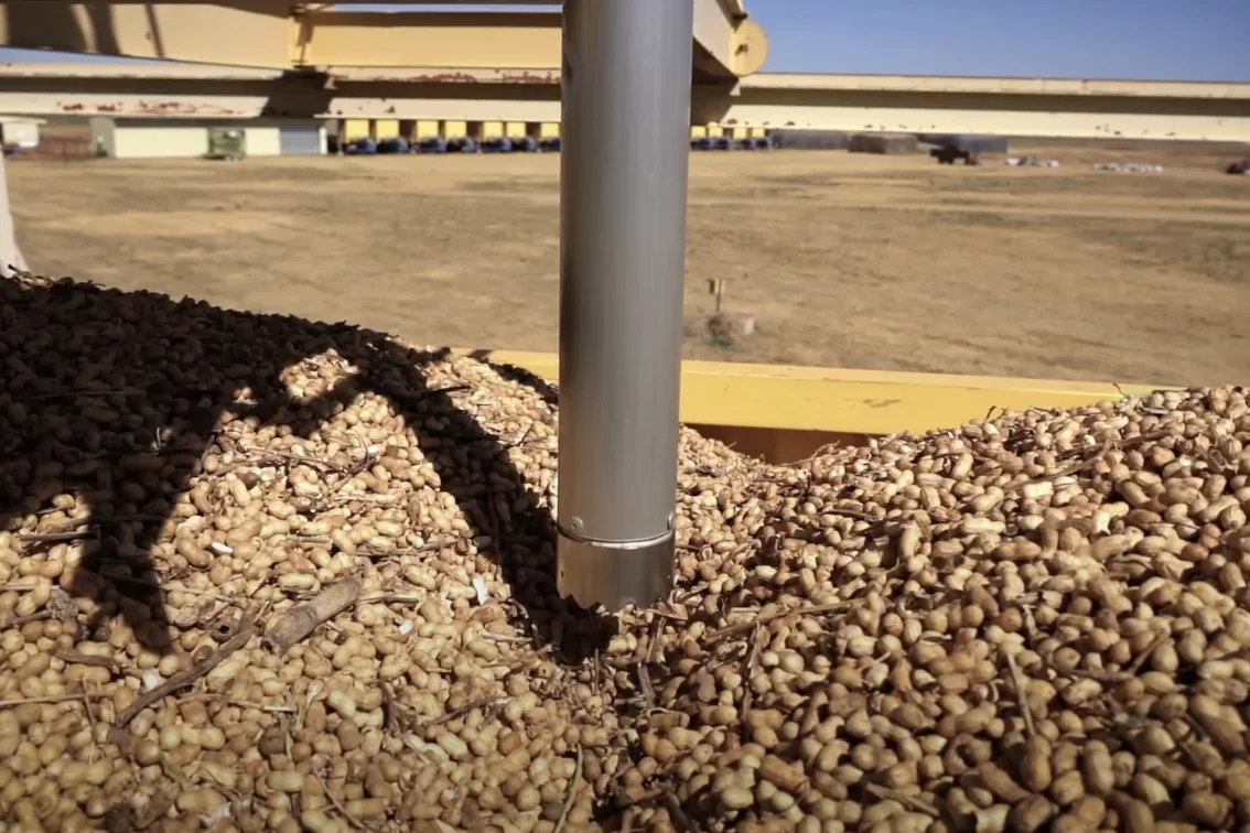 raw peanuts being graded on arrival at SA Peanuts plant