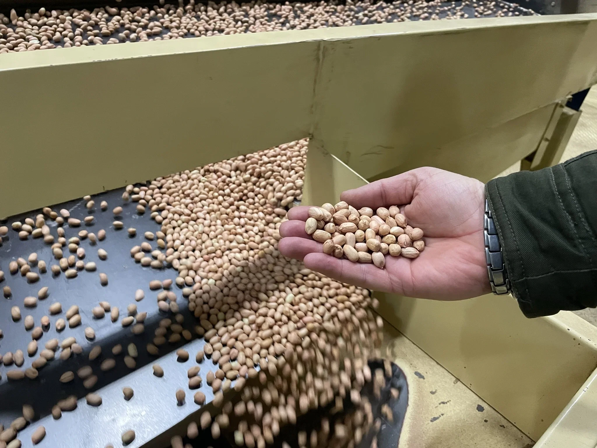 Hand holding a handful of raw hazelnuts above a conveyor with more hazelnuts, with a metal container in the background.