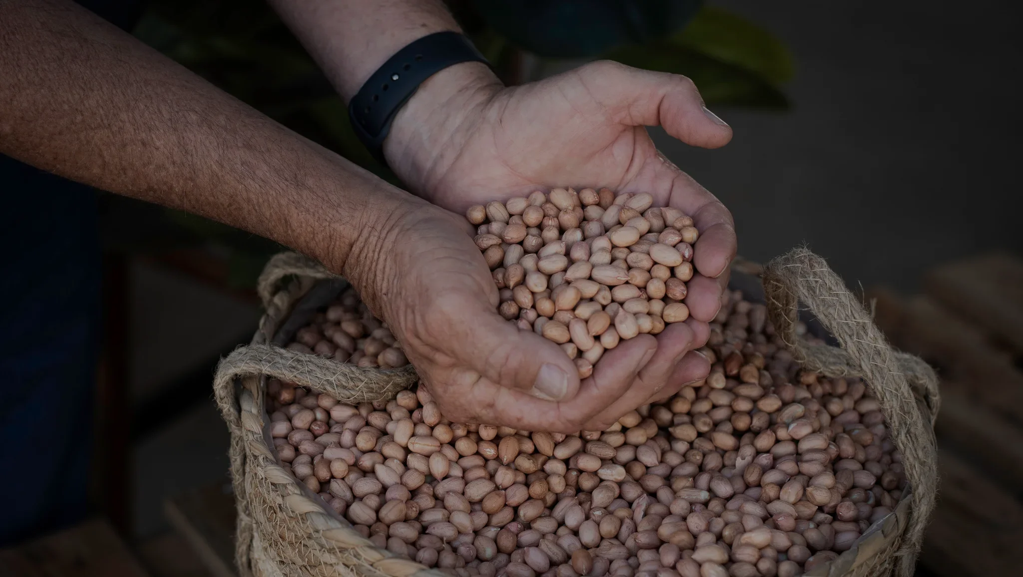 Peanuts in hand with overlay.webp