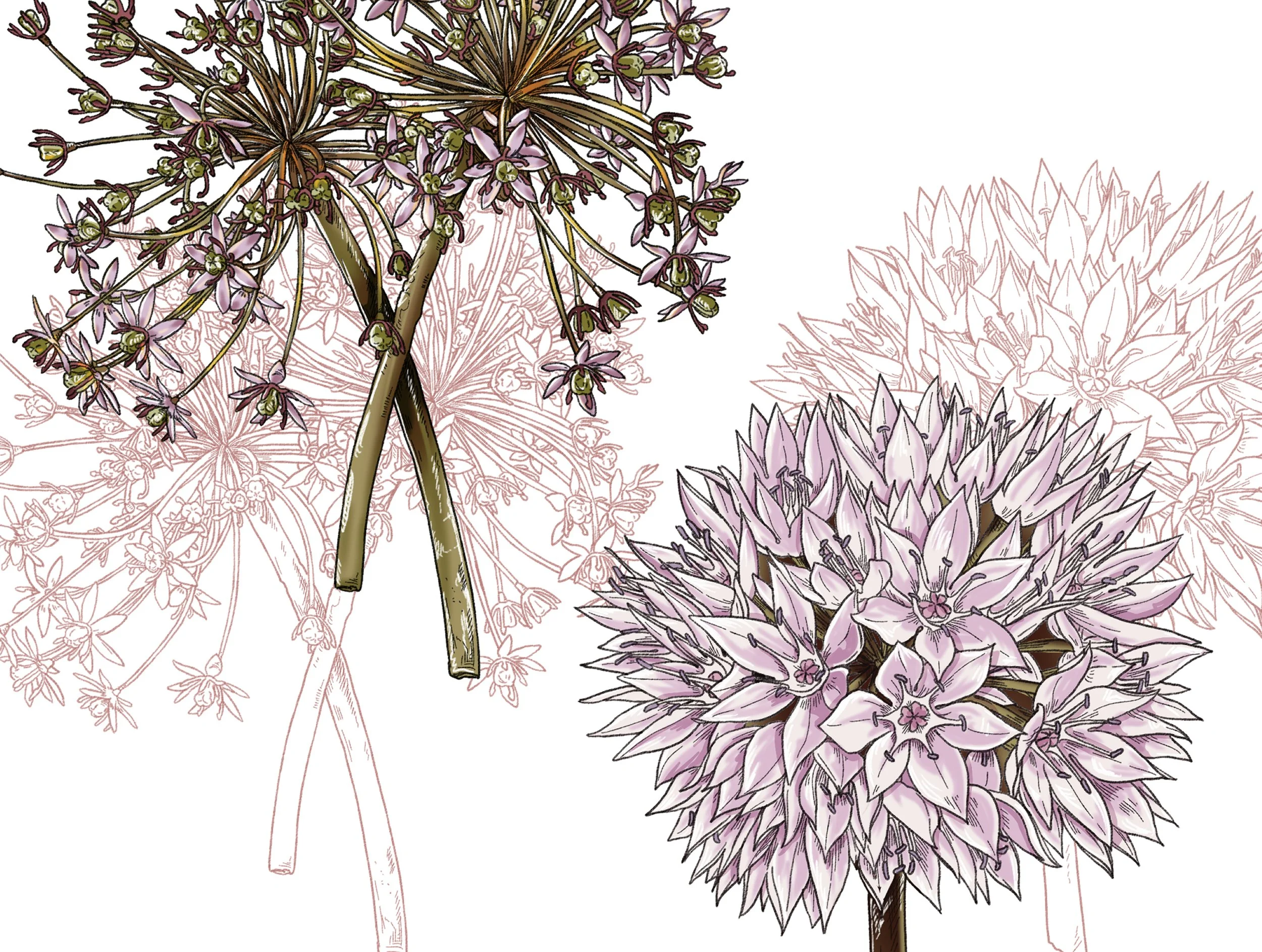 2019-BA001~004 Allium, Anemone, Ornithogalum