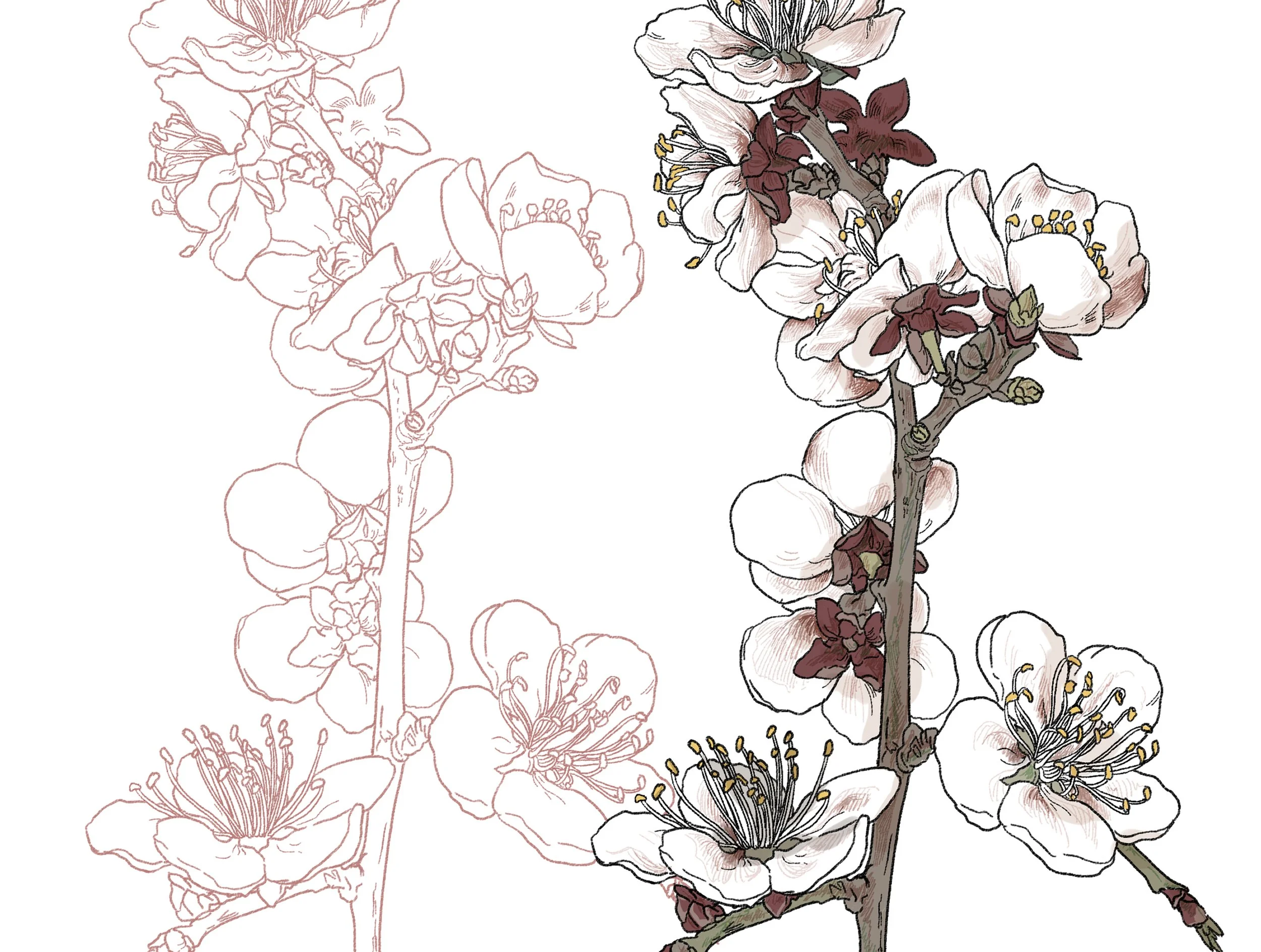 2020-BA005~009 Apricot, Fuchsia, Gingko, Iris