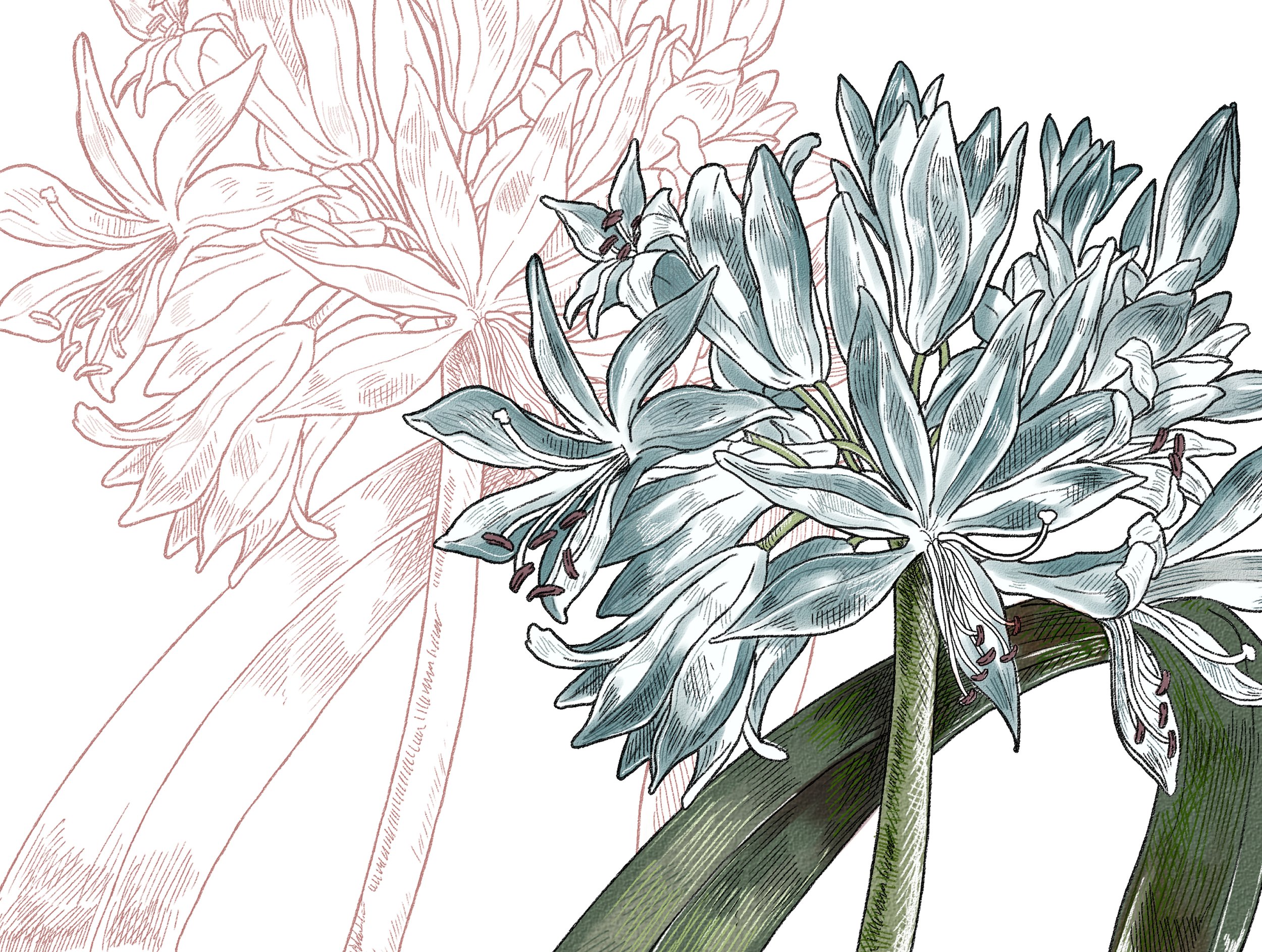 2021-BA010~021 African Lily, Belladonna, Campsis, Commelina, Imperial Crown Lily, Digitals, Gloriosa, Lilac, Nasturtium, Passiflora, Rosa, Viola