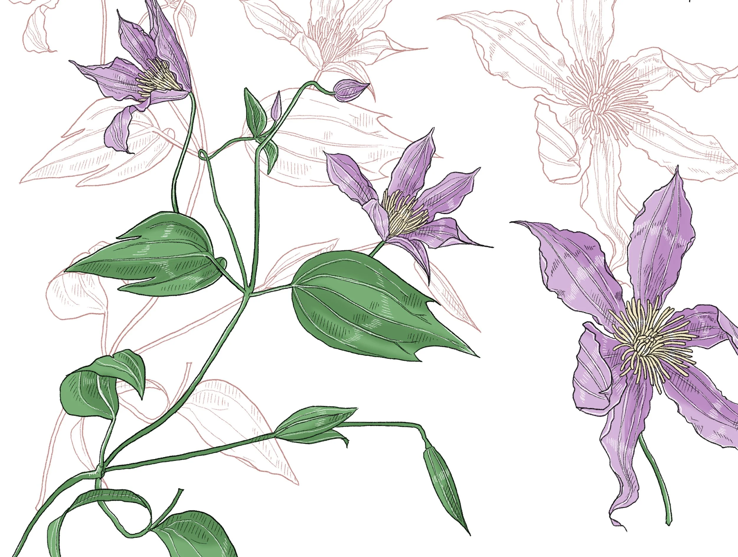 2023-BA-029~035 Clematis, Hydrangea, Papaver, Phalenopsis, Rosa, Spiraea, Tigrida