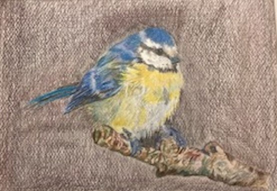 Blue tit