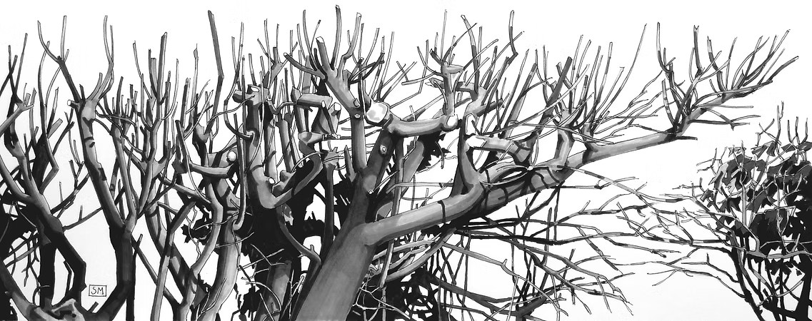 Black and white illustration of leafless trees with intricate, twisting branches.