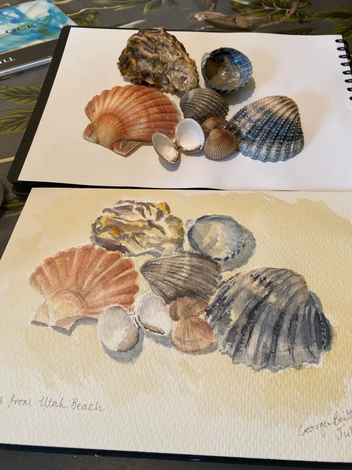 Still life with shells