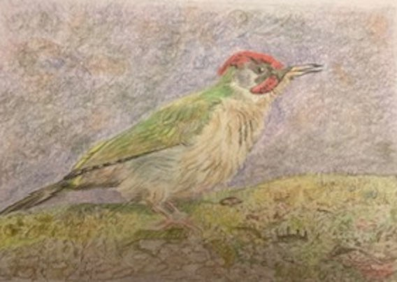Greenwoodpecker by Maggie Pollard.png