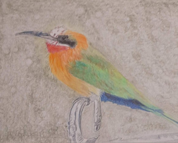 Bee eater