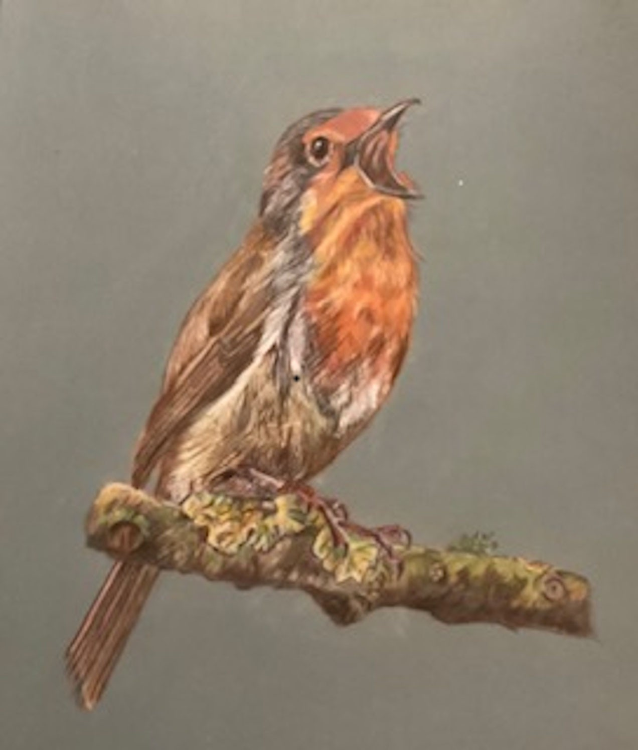 Robin