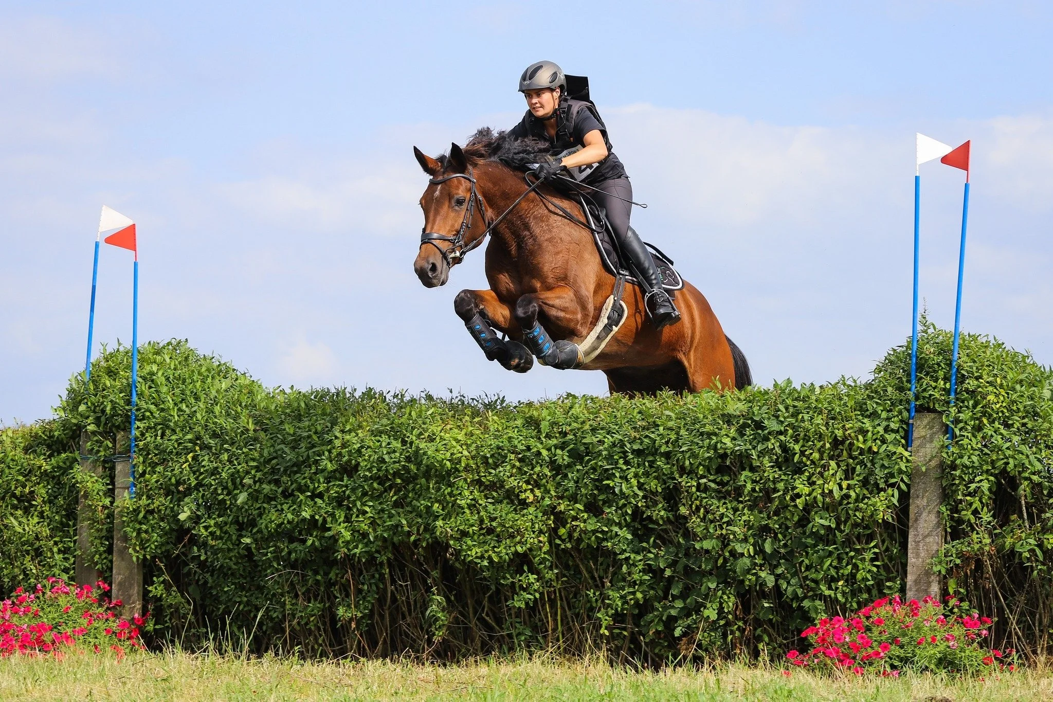 Een ruiter in zwart outfit en helm springt met een bruin paard over een heg tijdens een wedstrijd buiten in de natuur.