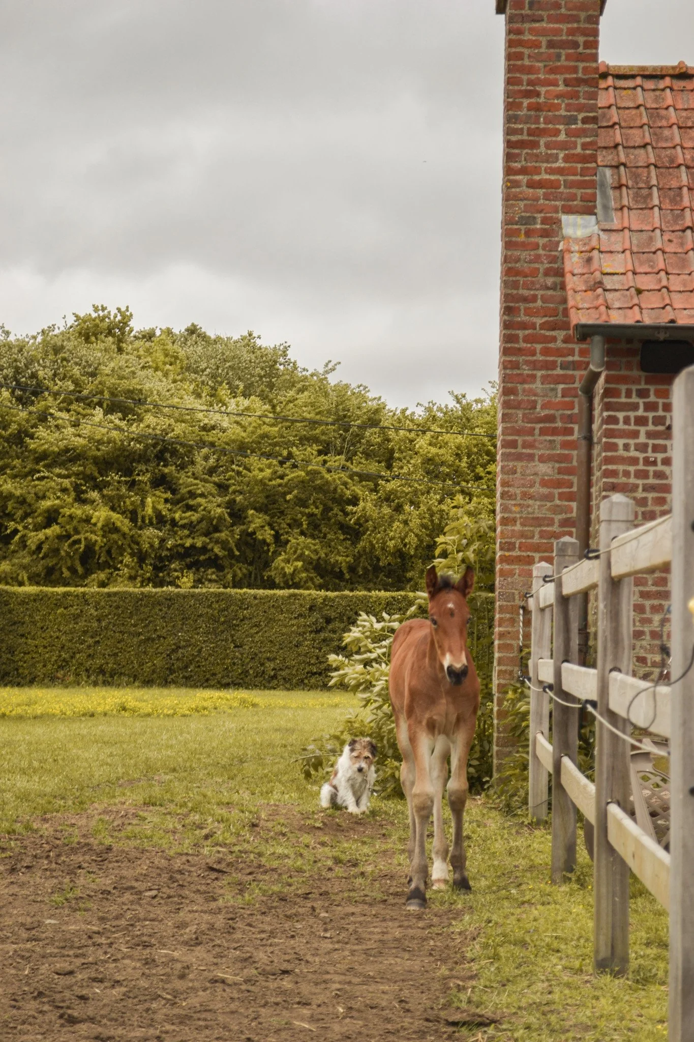 Een jonge bruine pony en een kleine witte en grijze hond staan in een tuin met gras en een muur van hekken. Er is een rood bakstenen huis met een schuine, stenen dak op de achtergrond.