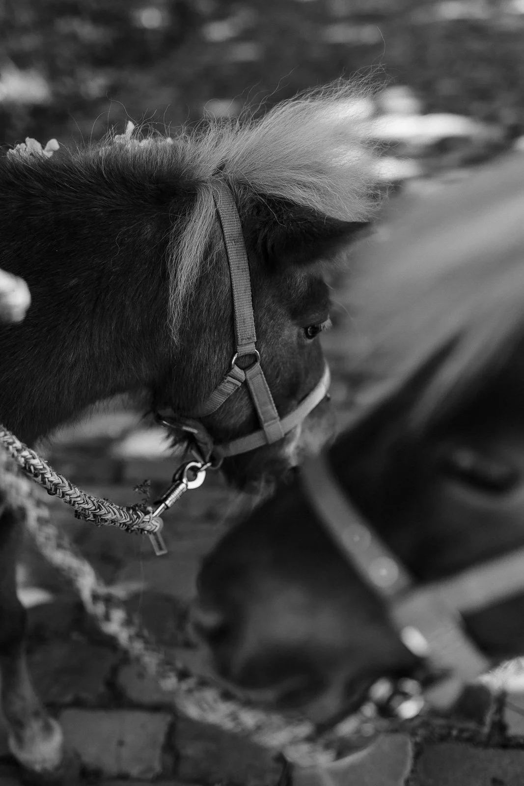 Gut Krusshof krefeld-hochzeitsfotografie, krefeld hochzeit, runo Floristik-freietrauung,lieblingsformat, hochwertige Hochzeitsreportage,105.JPG