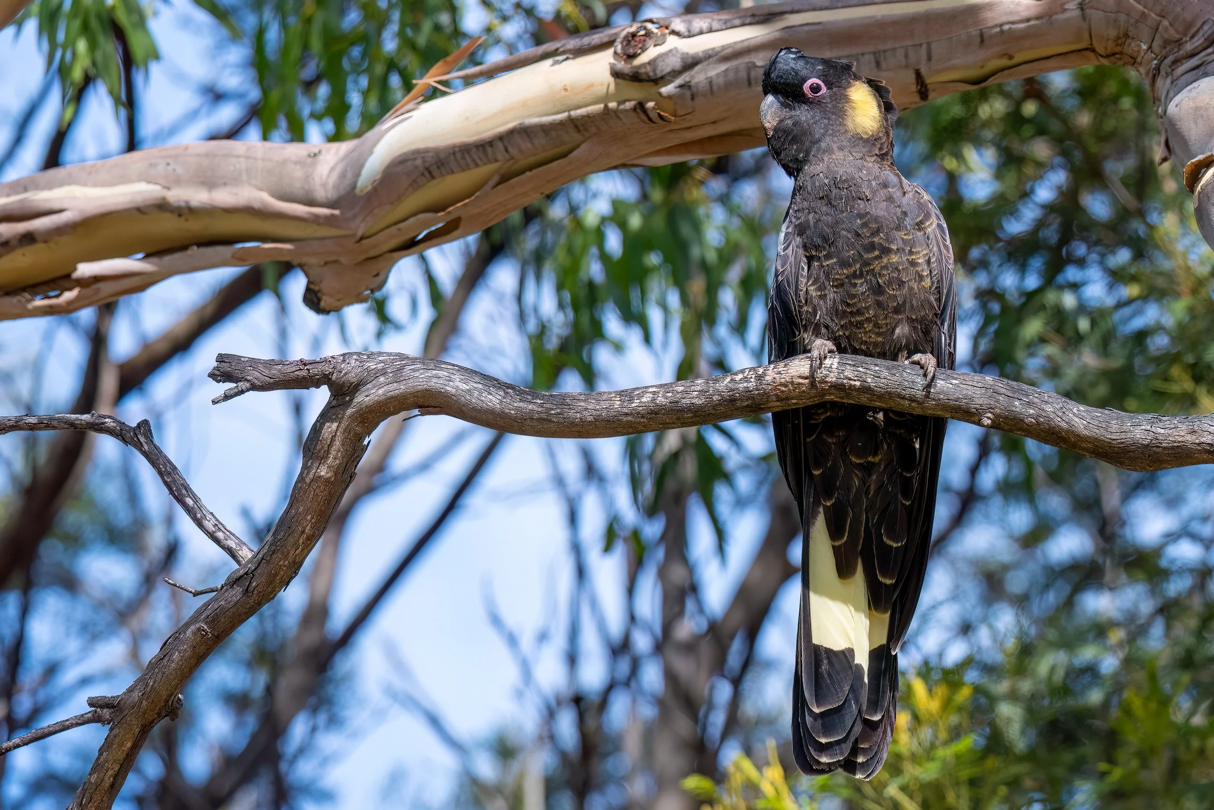 12. Dec Yellow-tailed Black-Cockatoo.jpg