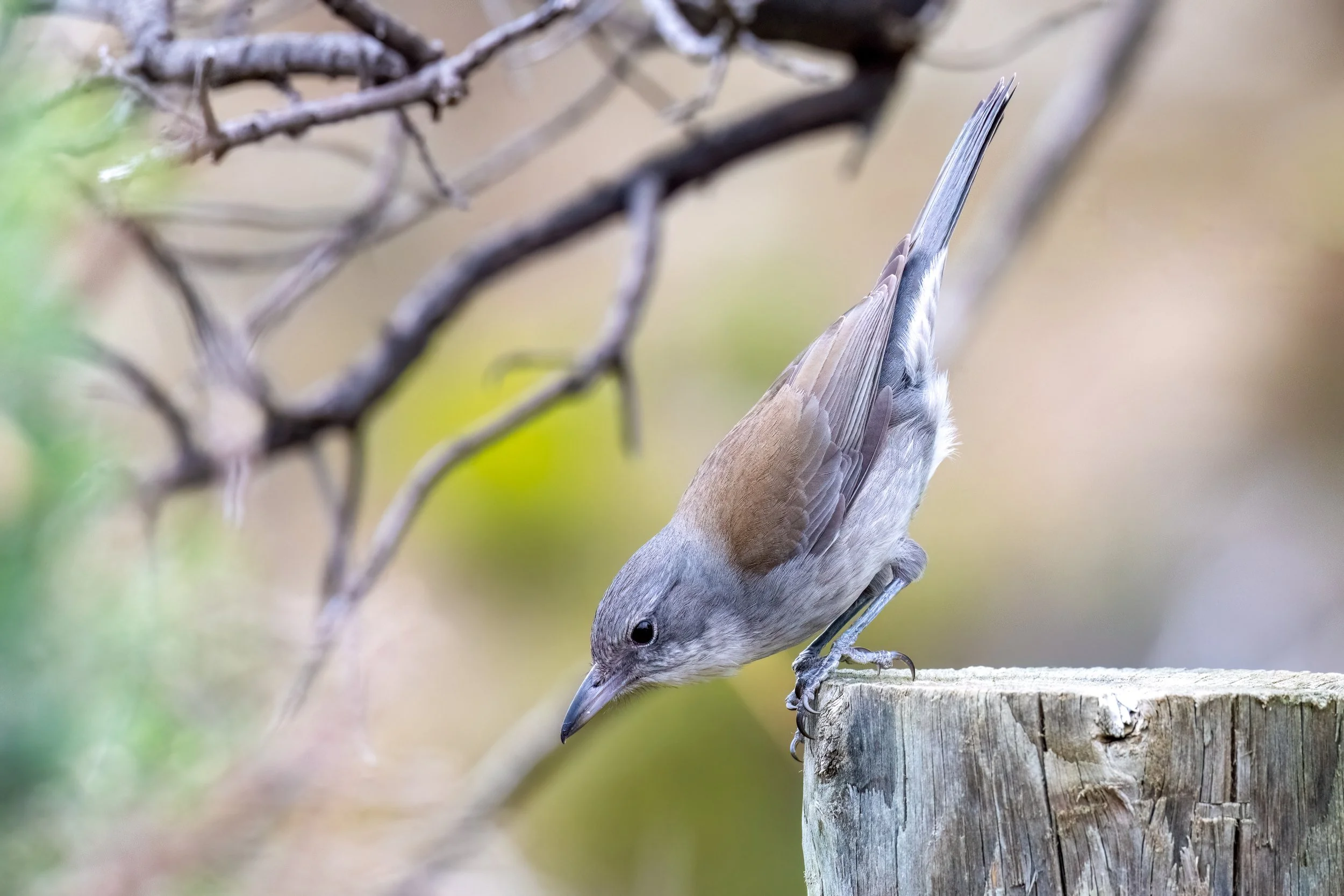 6. Jun Grey Shrike-thrush.jpg